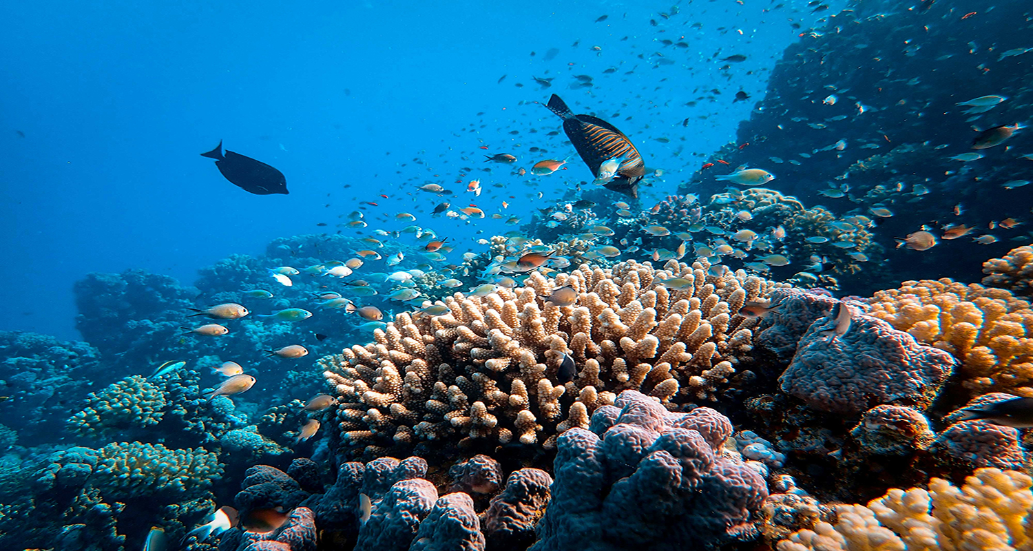 SCUBA DIVING IN EGYPT